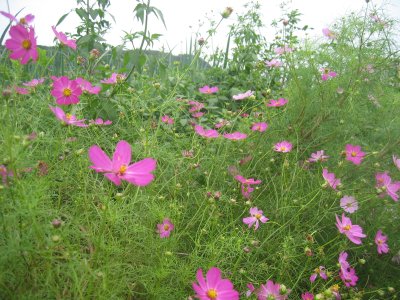 引地川沿いのコスモス